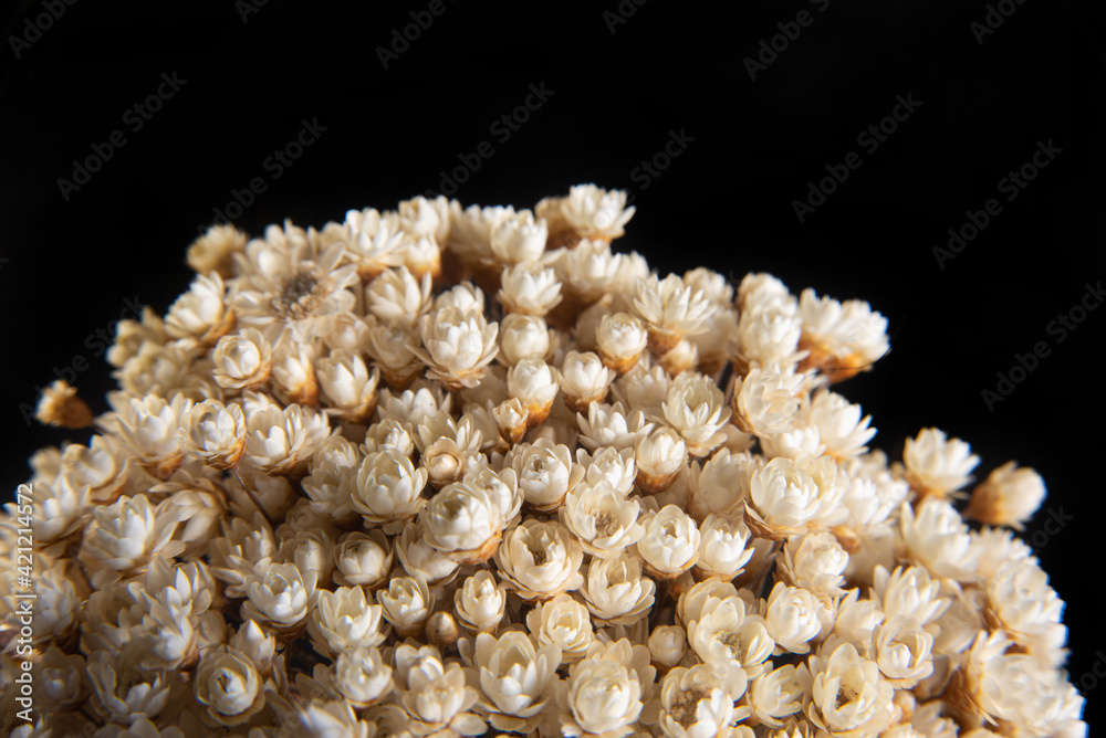 Bouquet of mini dried flowers low key portrait, black background, selective focus. Bouquet of mini dried flowers low key portrait, black background, selective focus.