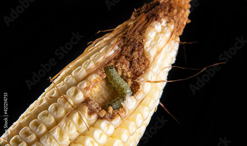 Corn caterpillar in detail on a cob, black background, selective focus. photo