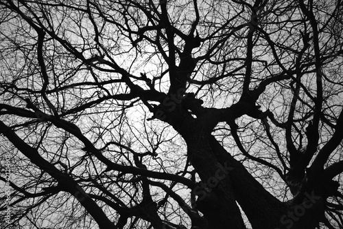 Beautiful tree black and white abstract background with no leaves only branches depicting climate change