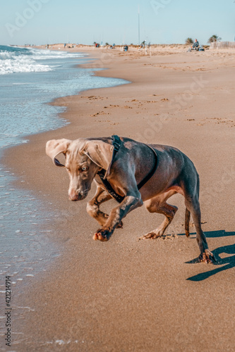 Weimaraner dog running and playing on the beach with a tennis ball enjoying a sunny day