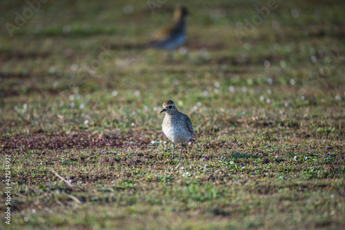 European Gold Plover, (Pluvialis) In the field of nutrition on the migration route. © Ali Tellioglu
