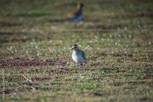 European Gold Plover, (Pluvialis) In the field of nutrition on the migration route.