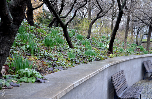 the retaining wall at the large staircase in the park is a flowerbed area planted with rich greenery perennials granite paving blocks and wooden benches along the wall photo