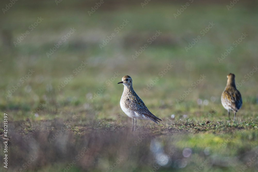 European Gold Plover, (Pluvialis) In the field of nutrition on the migration route. European Gold Plover, (Pluvialis) In the field of nutrition on the migration route.