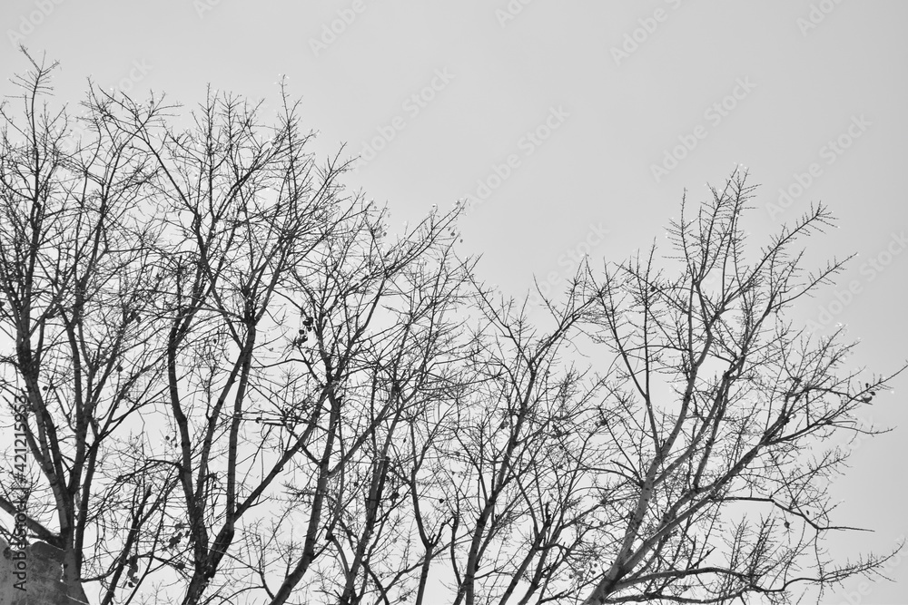 Many dead trees with no leaves died due to climate change and pesticides used in agriculture and farming Many dead trees with no leaves died due to climate change and pesticides used in agriculture and farming