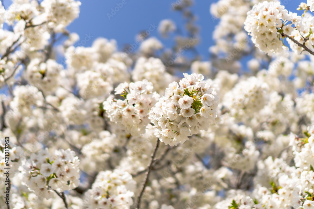 桜14 桜14