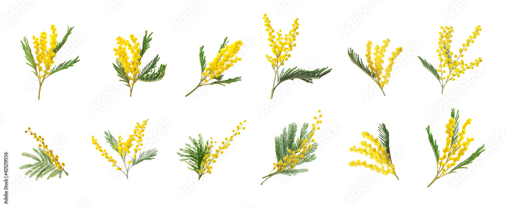 Set with bright yellow mimosa flowers on white background. Banner design - obrazy, fototapety, plakaty 
