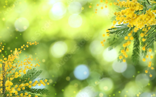 Beautiful yellow mimosa flowers outdoors on sunny day. Bokeh effect © New Africa