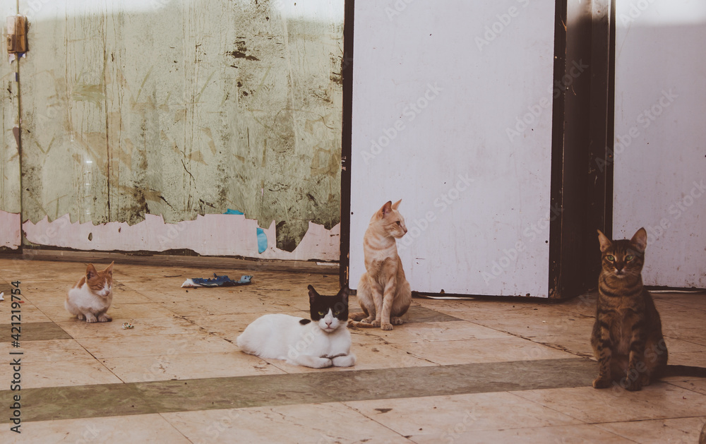 Fototapeta Egyptian wild cats