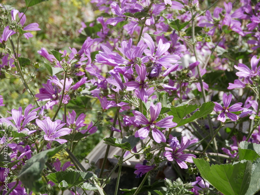 Large purple common mallow flowers bloom naturally on a sunny spring day. A fragrant weed plant decorates a flower bed in a city park Large purple common mallow flowers bloom naturally on a sunny spring day. A fragrant weed plant decorates a flower bed in a city park