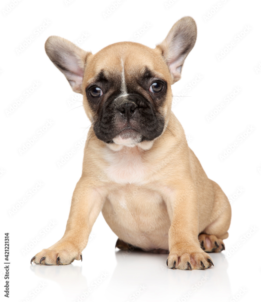 French bulldog puppy on a white background
