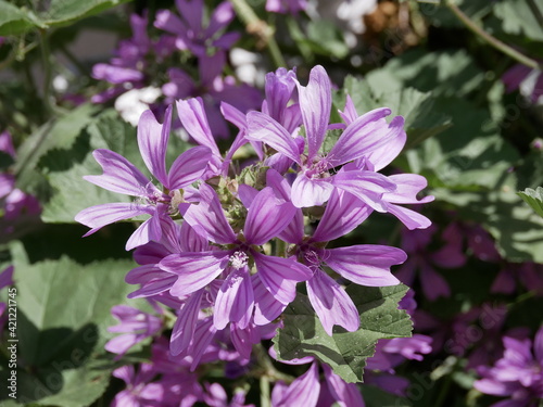 Large purple common mallow flowers bloom naturally on a sunny spring day. A fragrant weed plant decorates a flower bed in a city park