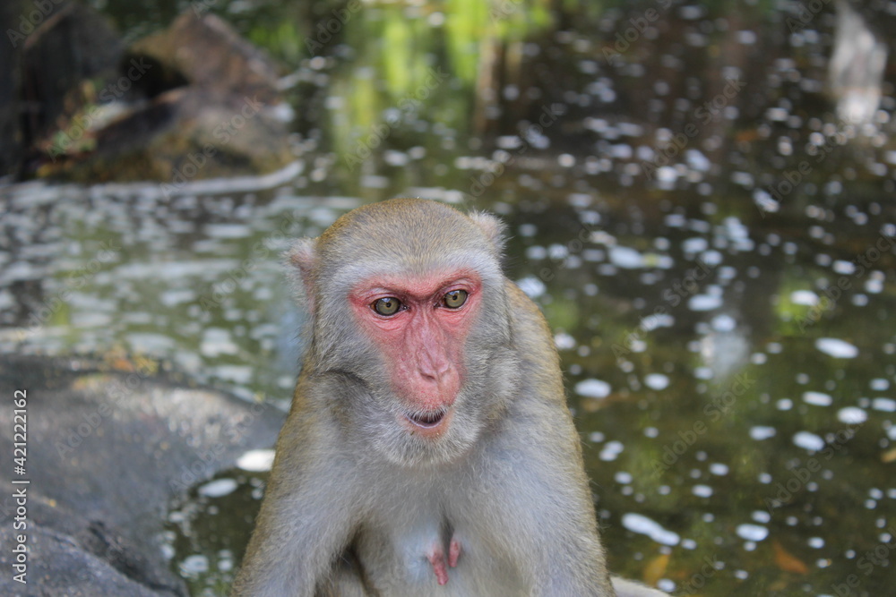 Naklejka premium monkey in nature