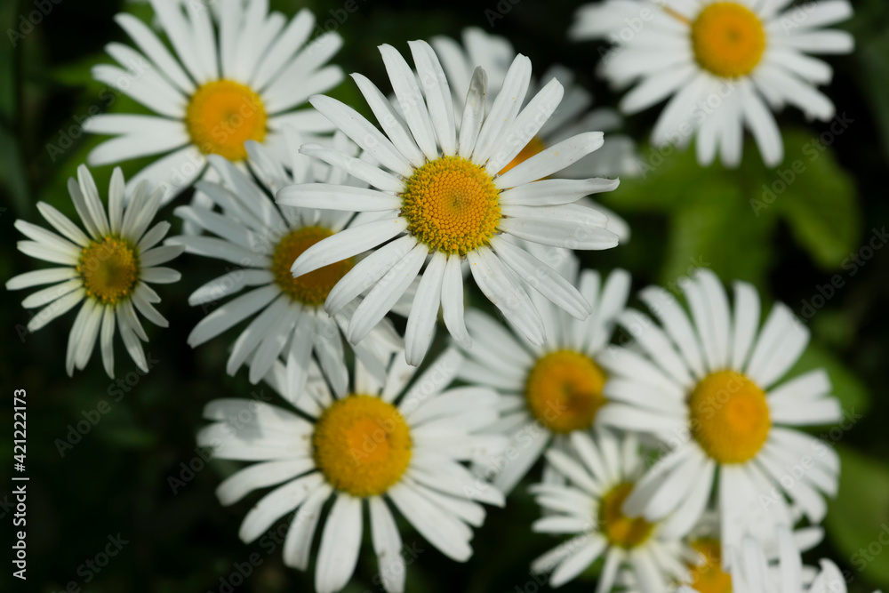 Chamomile flower background. Fresh flowers of chamomiles in garden.