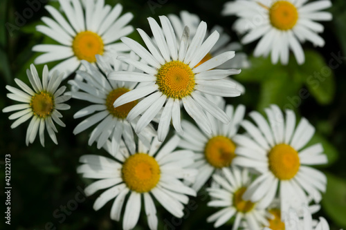 Obraz na płótnie Chamomile flower background. Fresh flowers of chamomiles in garden. w salonie