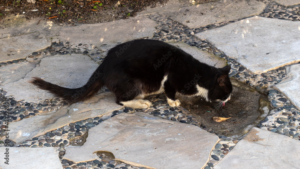 A stray cat drinks water from a puddle on the sidewalk. A stray cat drinks water from a puddle on the sidewalk.