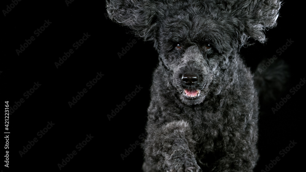 Black standard poodle jumps towards the camera Black standard poodle jumps towards the camera