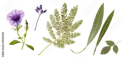 Bild auf Leinwand Pressed and dried bindweed flower, olive leaves, acacia isolated on white background