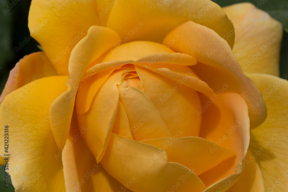 close up of yellow rose flower close up of yellow rose flower