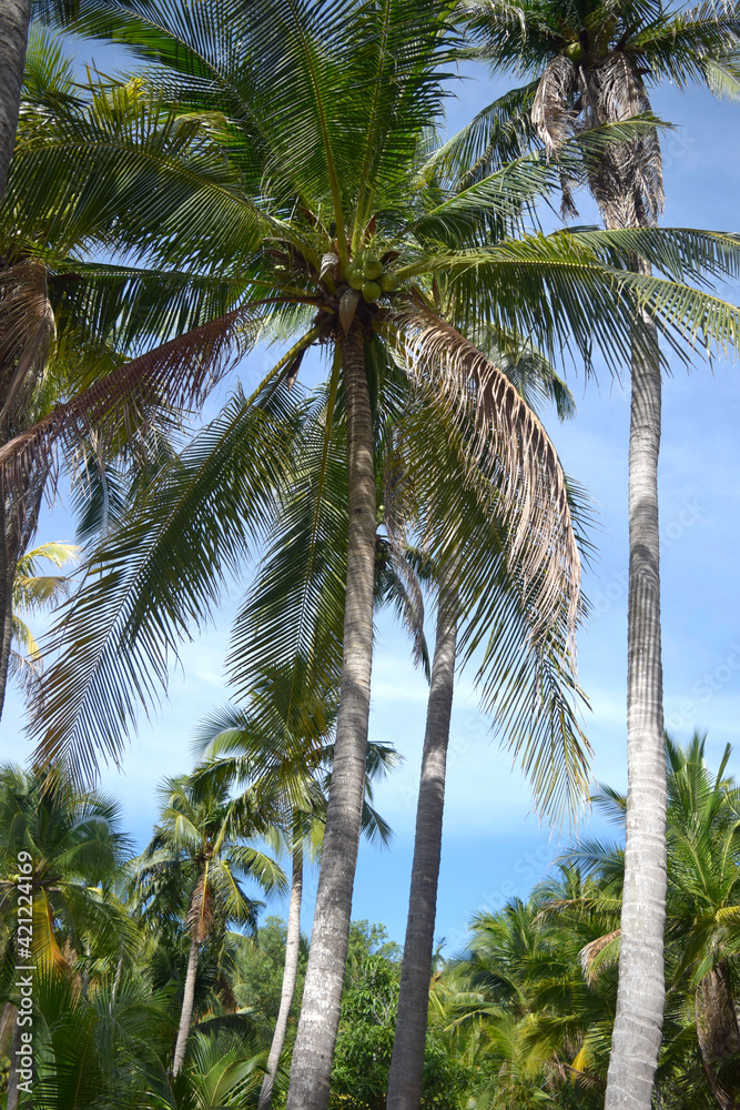 Palm trees against the blue sky. Rainforest landscapes