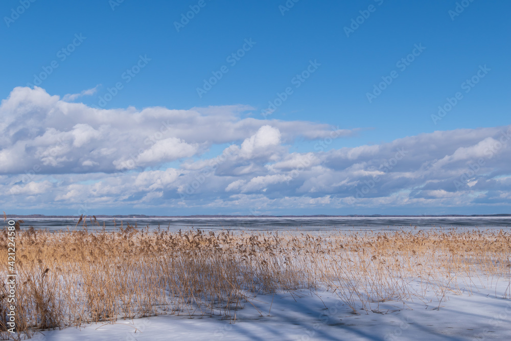 View of a frozen lake with reeds. The end of winter.