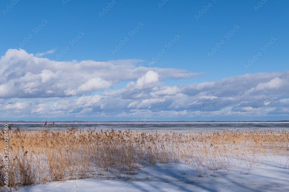 View of a frozen lake with reeds. The end of winter. View of a frozen lake with reeds. The end of winter.