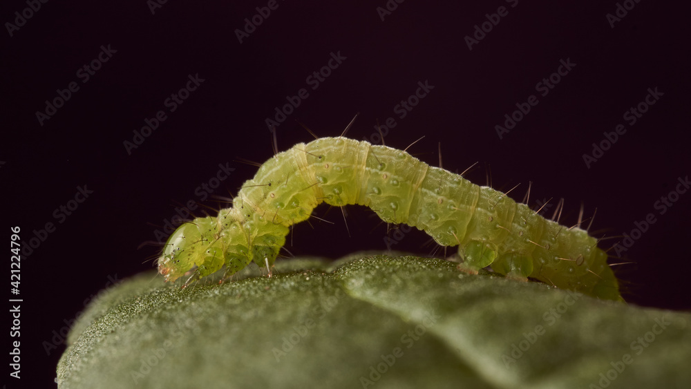 Fototapeta premium green caterpillar on green leaf and black background