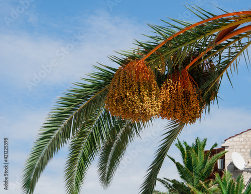 Owoce palmy daktylowiec właściwy Phoenix dactylifera dojrzewające na drzewie. photo