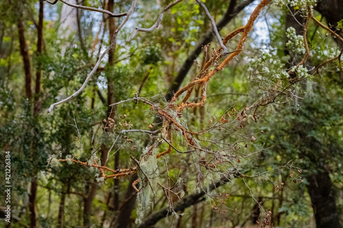 Bariloche, Patagonia