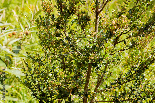 Bariloche, Patagonia