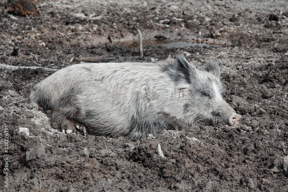A gray wild boar lies lazily in the mud A gray wild boar lies lazily in the mud