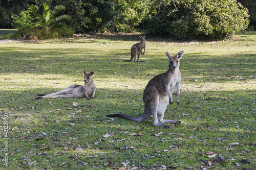 wild kangaroo in the mountain, Morisset