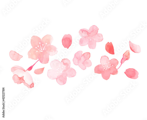Fototapeta Naklejka Na Ścianę i Meble -  桜の花のイラスト