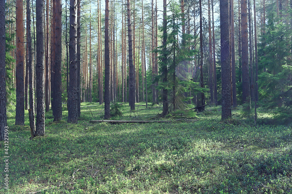 Obraz premium spring forest landscape, abstract fresh, seasonal nature view, green trees sun rays morning