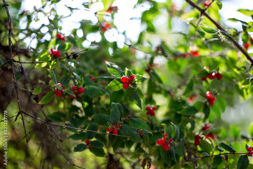 Red berries on a tree in the park.