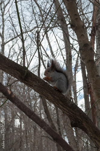 On a branch, a squirrel holds a nut in its paws. The squirrel eats a nut.