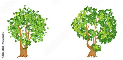 Two large, beautiful trees with many branches. Vector illustration isolated on white background.