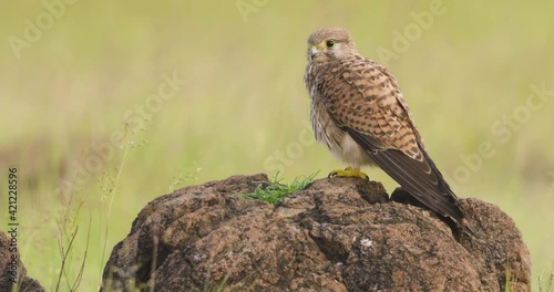 Common Kestrel perched on a rock in a grassland surveying the surroundings photo