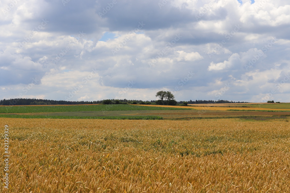 Bauernland Feld Getreidefeld Getreide Acker mit blauem Himmel Bauernland Feld Getreidefeld Getreide Acker mit blauem Himmel
