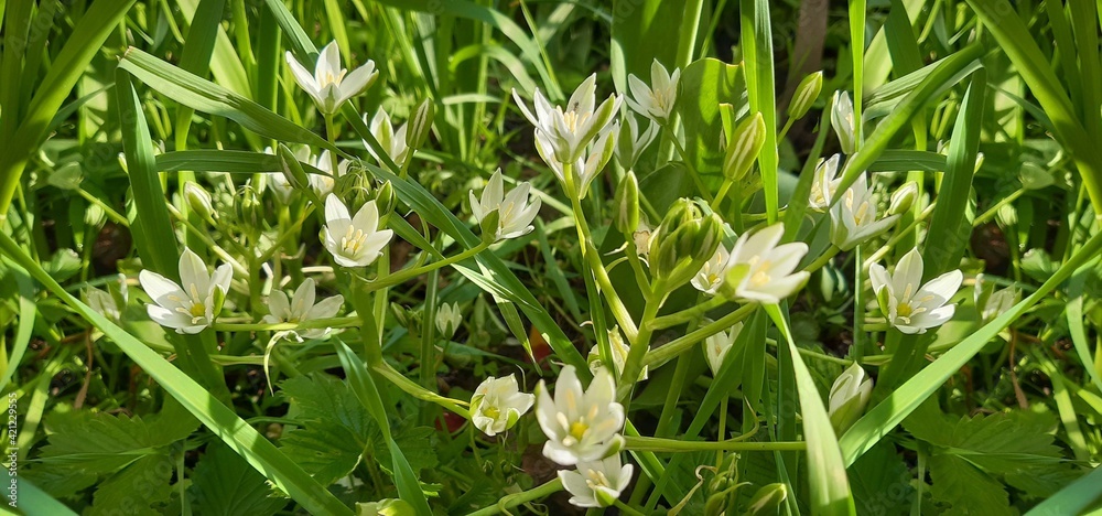 White snowdrop flowers. Glory-of-the-snow or Chionodoxa in light green grass background White snowdrop flowers. Glory-of-the-snow or Chionodoxa in light green grass background