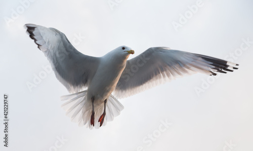 Seagull flying in the cloudy sky. Close-up.