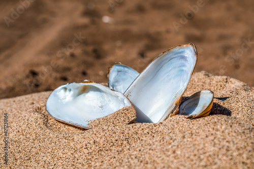 Mother-of-pearl mussel shells in the sand by the river