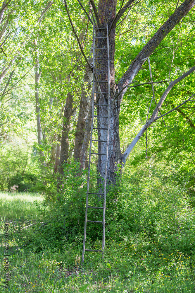 Old wooden ladder leaning against a tree Old wooden ladder leaning against a tree