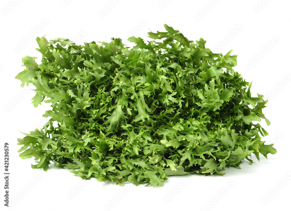 escarole endive isolated on a white background escarole endive isolated on a white background