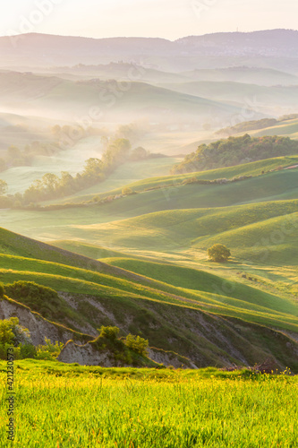 Meadow with flowers in a rolling rural landscape with morning fog