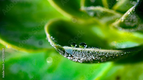 Wassertropfen auf ein grünes Sukkulenten Blatt Nahaufnahme