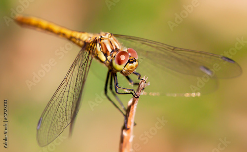 Beautiful dragonfly closeup in spring. Insect in nature, wildlife concept.