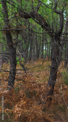 Paysage forestier des Landes, recouvert par d'innombrables fougères aux teintes de l'automne