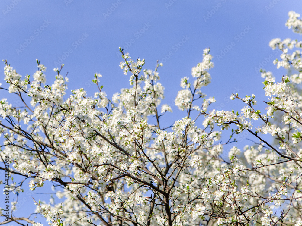 Flower tree on blue sky background Flower tree on blue sky background