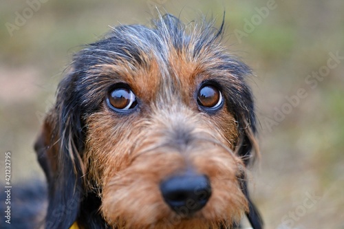 The rough-haired dachshund makes dog eyes